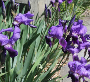 Friedhof Haghpat - Iris Blumen