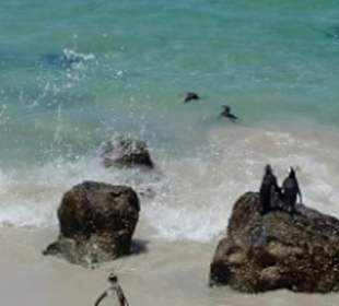 Pinguine in und an Wasser