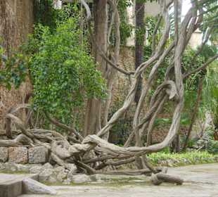 Baumwurzeln mal anders