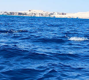 Delfin Tour Hurghada 