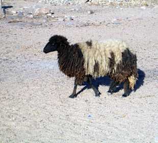 Schaf