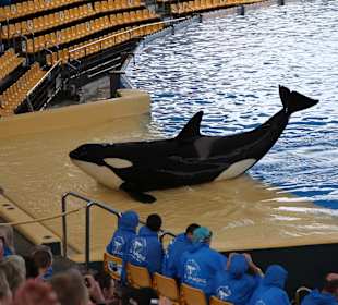 Orka Show im Loro Park