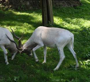 Bratislava Zoo