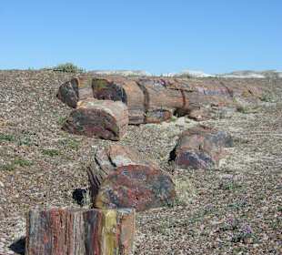 Petrified Forest NP