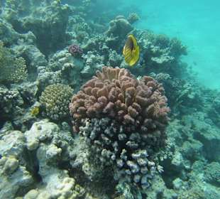 Unterwasser offenes Meer