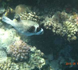 Maskenkugelfisch
