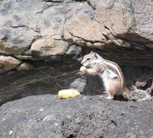 Streifenhörnchen am Strand