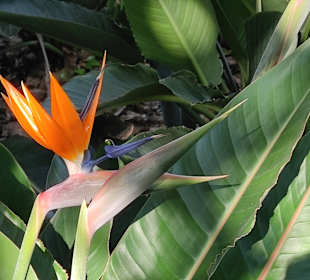 Botanischer Garten Puerto de la Cruz
