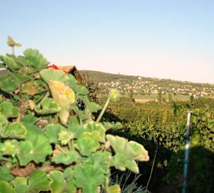 Abendstimmung in den Weinbergen