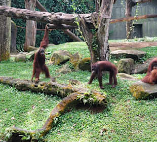Singapur Zoo