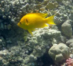 Schnorcheln Makadi Bay