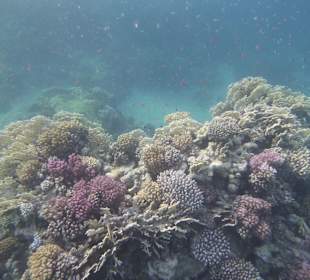 Schnorcheln Makadi Bay