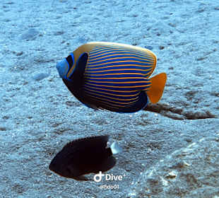 Schnorcheln Sharm el Sheikh/Na'ama Bay