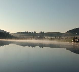 Die Regenbogenforelle im See, später auf dem TellH