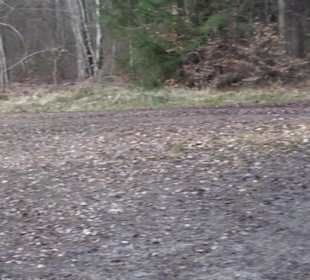 Rundwanderung durch den Rauhen Rammert Hemmendorf