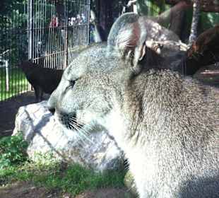 Il puma: bellissimo