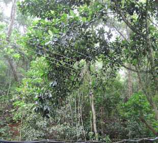 Tropischer Park am Corocovado