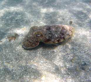 Eine Sepia am Hausriff Brayka Bay Nord