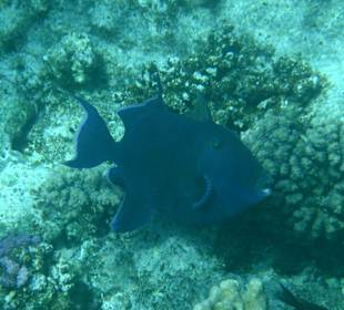 Blauer Drückerfisch