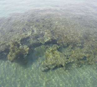 Красота кораллов