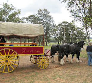 Kutsche bei unserer Weinverkostungstour