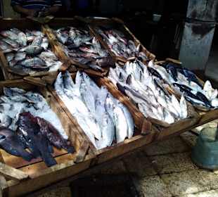 Fisch fangfrisch aus dem Meer für ein paar LE 