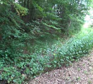 Hochgehnießen - Premiumspazierwanderweg