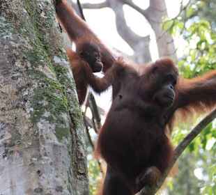 Affenmutter mit Affenkind