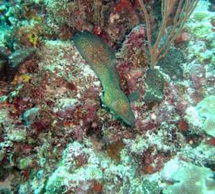 Tauchplatz "Three Palms"