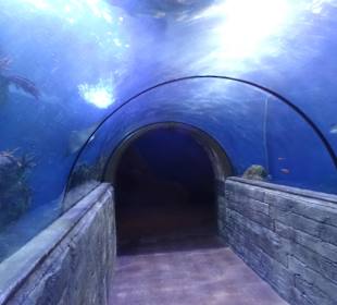Tunnel im Aquarium