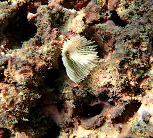 Unterwasserwelt Musandam