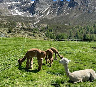 Almtiere: Alpakas