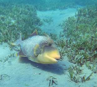 Gelbsaum-Drückerfisch