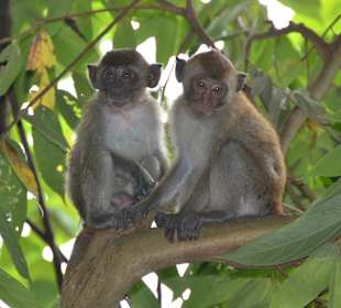 Monkey Trail