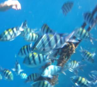 Schnorcheln Marsa Alam	