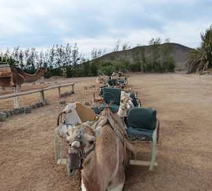 Kamelsafari