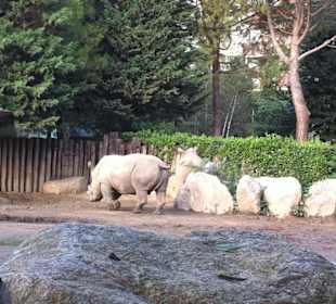 Il rinoceronte bianco!