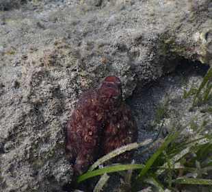 Schnorcheln Marsa Alam