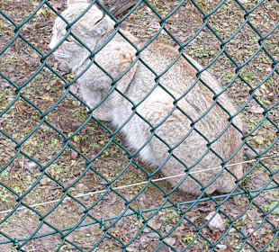Wildparadies Tripsdrill