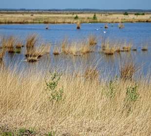 Rundgang durch das Stapeler Moor