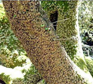 Tal der Schmetterlinge