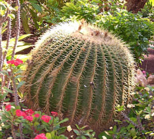 Cactus Garden Oasis Park