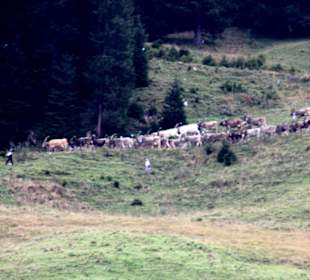 Die ersten Kühe kommen von der Alm