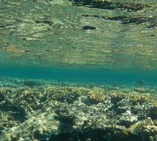 Rotes Meer/Red Sea - Hurghada