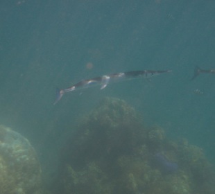 Schnorchel vor Koh Phangan/Koh Mah