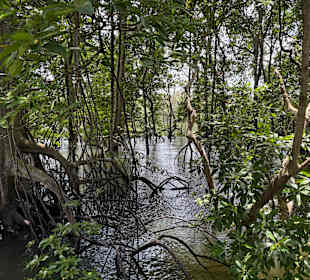 Sungei Buloh Wetland Reserve