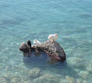 Tiere im Hafenbecken