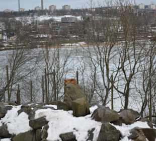 Freilichtmuseum Skansen