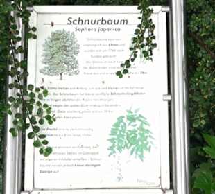 Baumlehrpfad Glacis Park