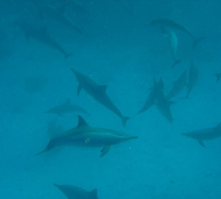 Delfinschwarm bei Shaab Marsa Alam